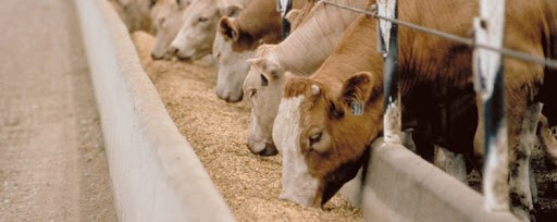 Cows Eating Pellets 1 (2)