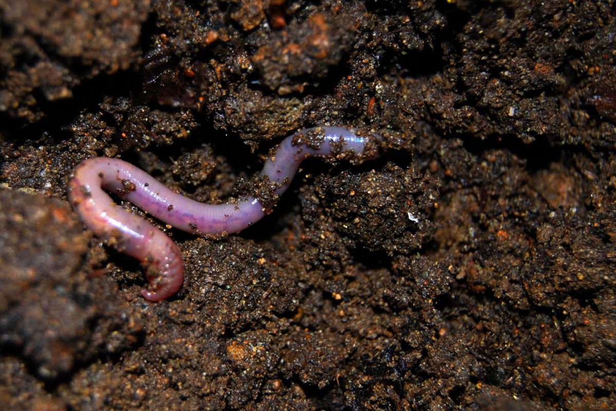 Earrthworm Big Pic