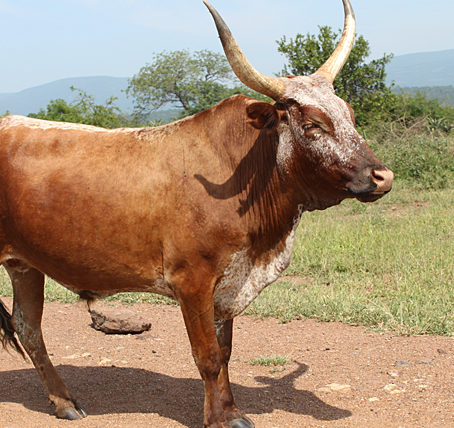 Nguni Bull