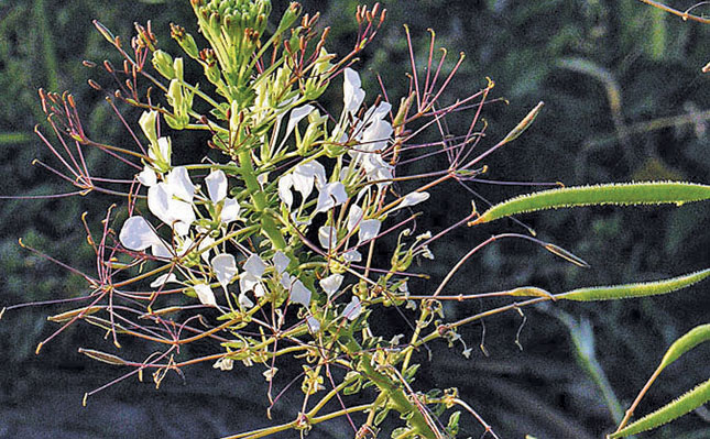 Cleome Plant
