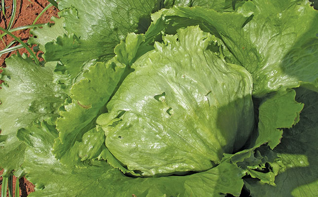 Lettuce
