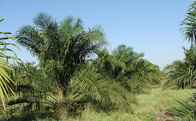 Palm