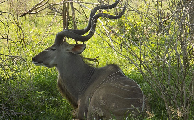 kudu