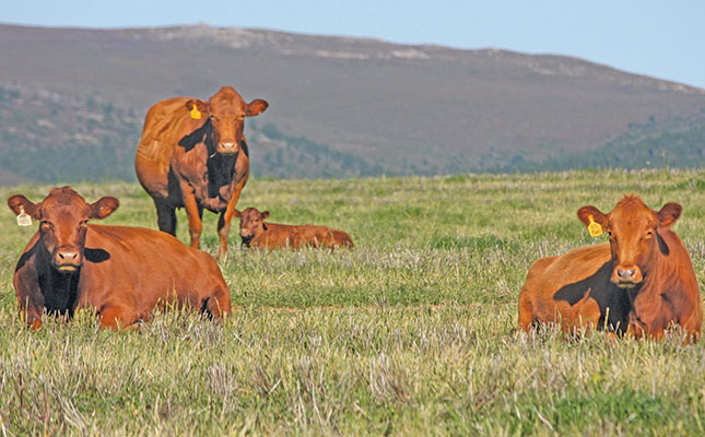 weighing cattle