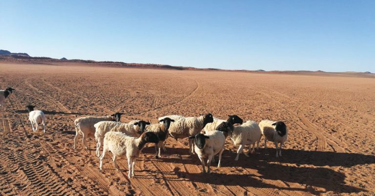 sheep in drought conditions 768x402