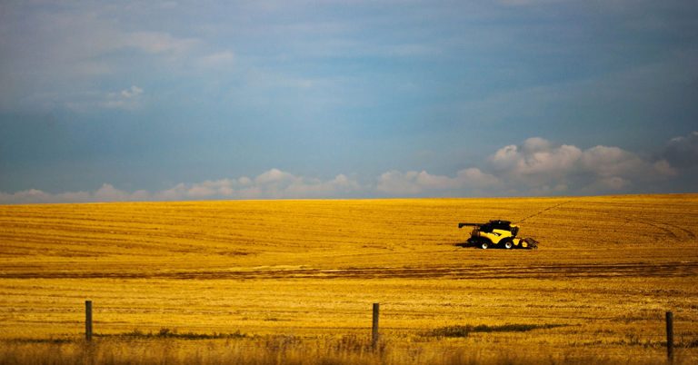 asia wheat farm land 768x402