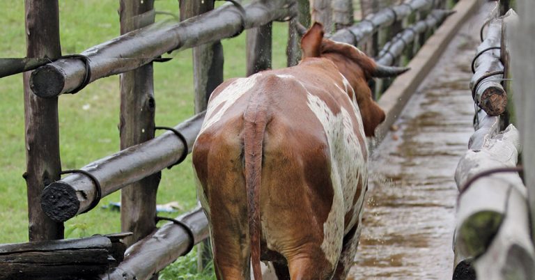 cattle dipping archive 2 768x402