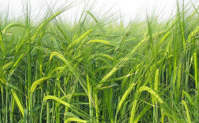 barley crop