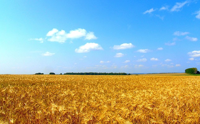 russia wheat