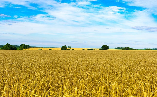 russia ukraine wheat