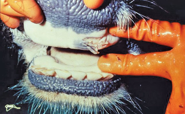 foot and mouth disease in mouth ruptured oral blister in diseased cow
