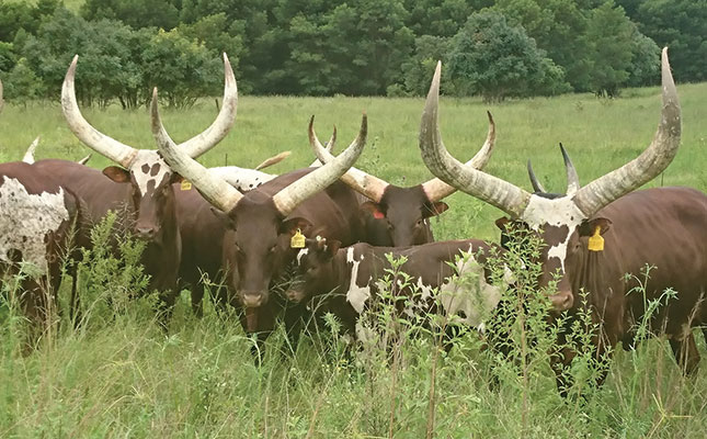 ankole cattle