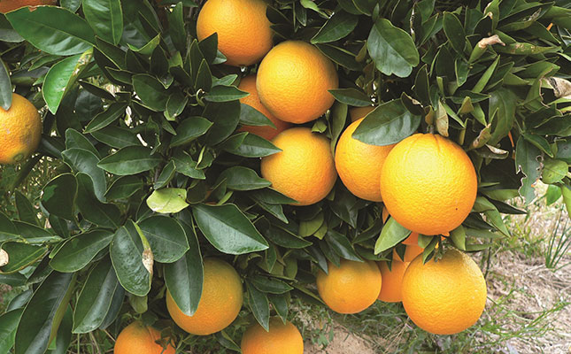 citrus oranges