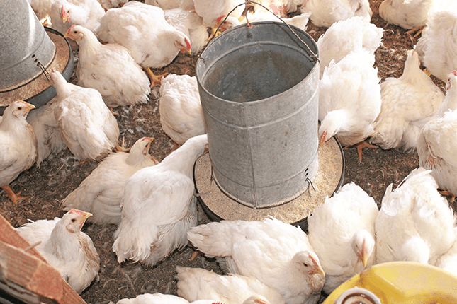 chicken bio security