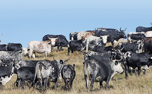 nguni cattle