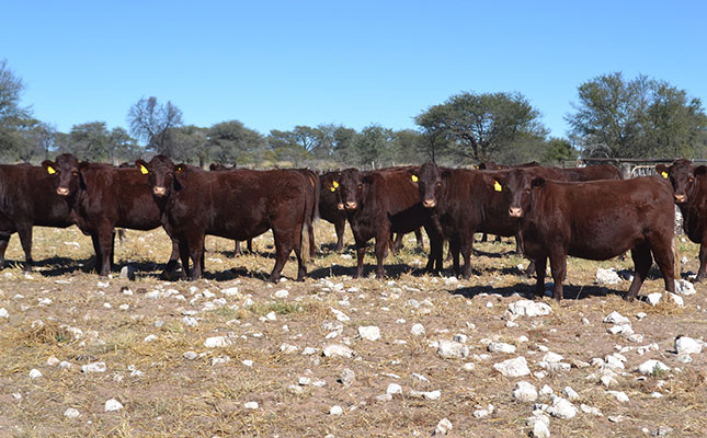 cattle in namibia