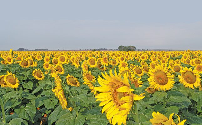 sunflower crops jpg