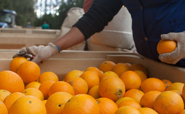 citrus picking