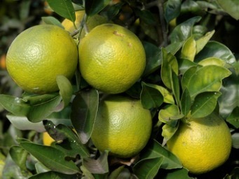 Nutrients for citrus