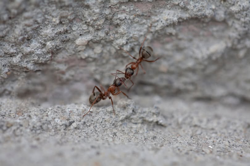 ants in citrus